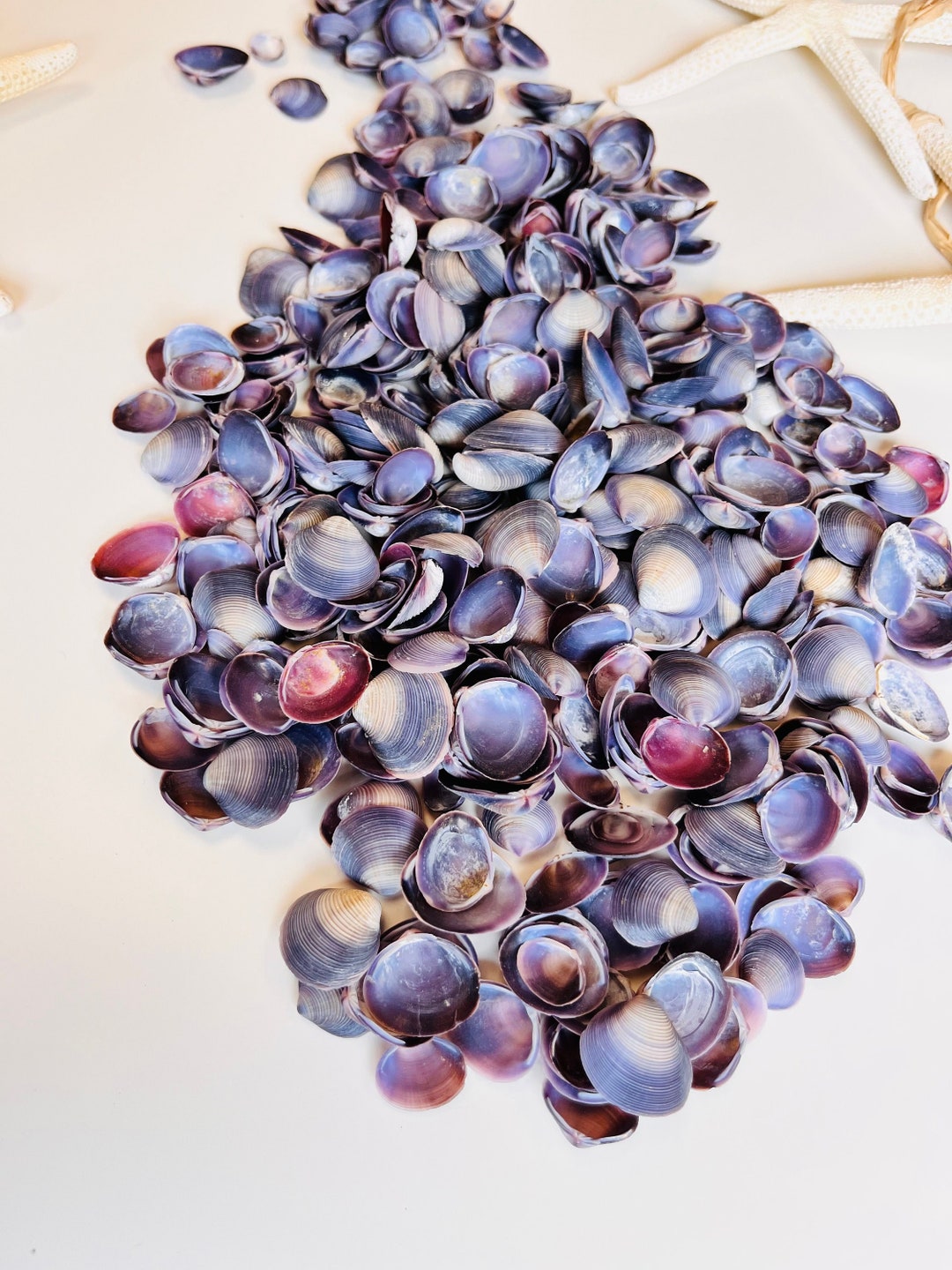 Purple Baby Clamsbulk Shellsseashellsbeach Wedding Etsy