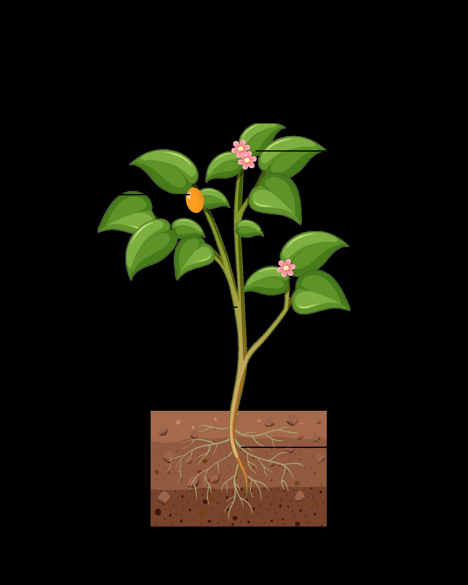 Digital Poster Print Parts of Plant Educational Wall Art - Etsy