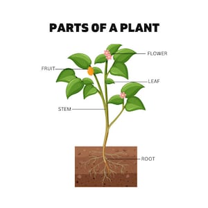 Digital Poster Print Parts of Plant Educational Wall Art