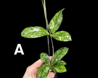 Hoya Crassipetiolata Round Leaves  | Exact Plant
