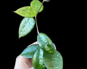 Hoya verticillata Black Margin | Exact Plant