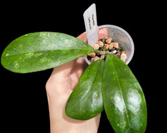 Hoya NOID (wild cross) | Exact Plant