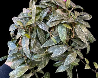 Hoya lacunosa Laos / Corte sin raíz