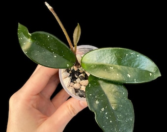 Hoya carnosa | Exact Plant