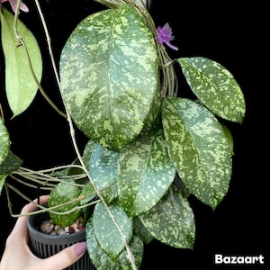 May include: Close-up of a Hoya plant with large, oval-shaped leaves. The leaves are a vibrant green color, speckled with lighter green and white markings. The plant is in a dark gray pot. The word "Bazaart" is in the bottom right corner.