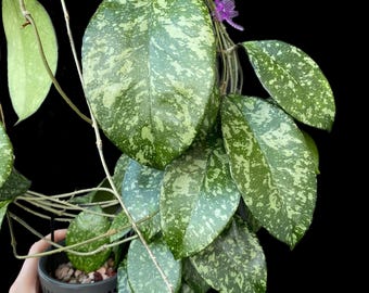 Hoya crassipetiolata x michele splash | Unrooted Cutting