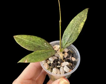 Hoya verticillata (sp. Bogor) | Exact Plant