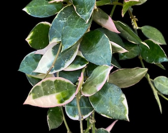 Hoya Lacunosa Asami (clone 2) UNROOTED Cuttings - Etsy