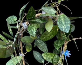 Hoya elliptica | Unrooted Cutting