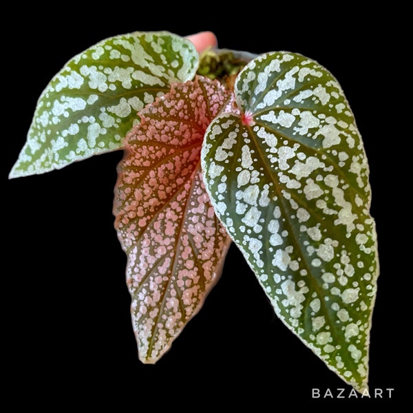 Begonia Maurice Amey | Exact Plant