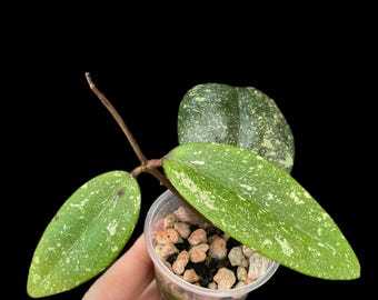 Hoya Vietnam AH-0001 / Planta Exact
