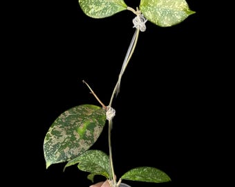 Hoya crassipetiolata x michele splash / Planta Exacta