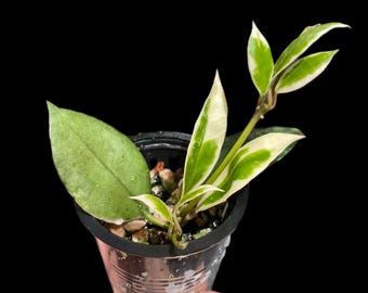 Hoya lacunosa Asami | Exact Plant