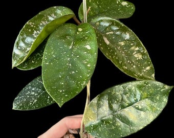 Hoya carnosa ‘Starry Night’ | Exact Plant
