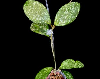Hoya crassipetiolata x michele splash | Exact Plant