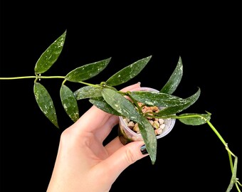 Hoya lacunosa Khao Luang (long leaves) | Exact Plant