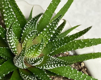 Zebra Haworthia Plant - Haworthiopsis Attenuata