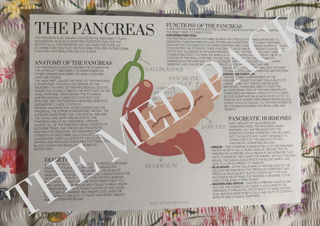 The Pancreas Internal Organs Poster / Revision Page A4 - Etsy