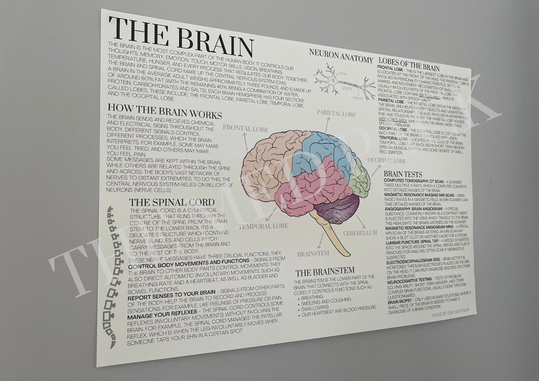 The Brain A3 Medical Notes Poster Etsy The Brain A3 Medical Notes Poster Etsy