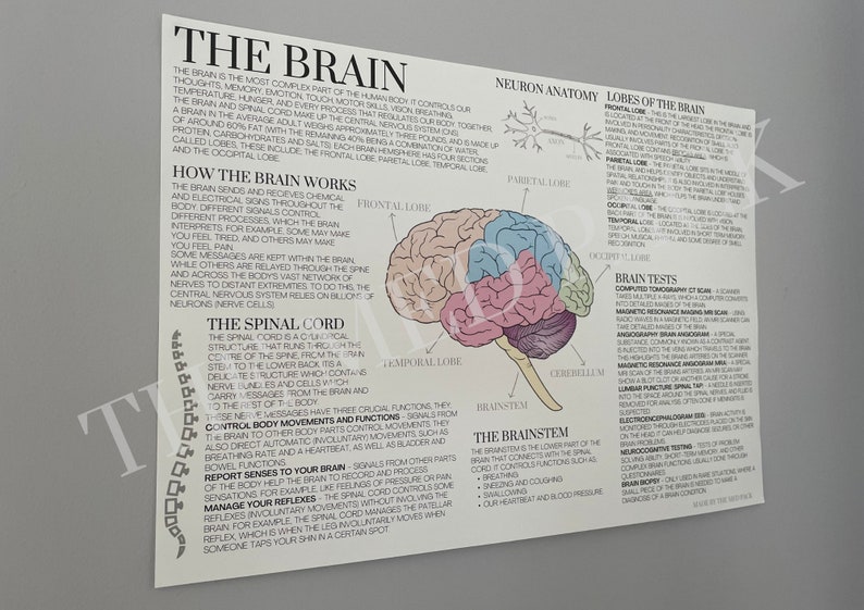 The Brain A3 Medical Notes Poster - Etsy