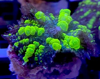 Uranium Bounce Mushroom - Rare & Quarantined - Live Saltwater Plants - Aquacultured in USA (Almost WYSIWYG) 1-2" Frags