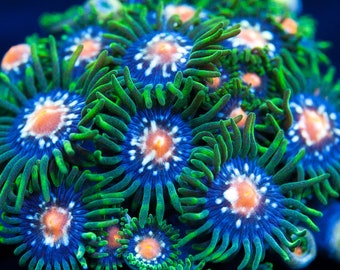 JF Stargazer Zoanthids - Rare & Quarantined - Live Saltwater Plants - Aquacultured in USA (Almost WYSIWYG) 1, 2, or 3 Polyps