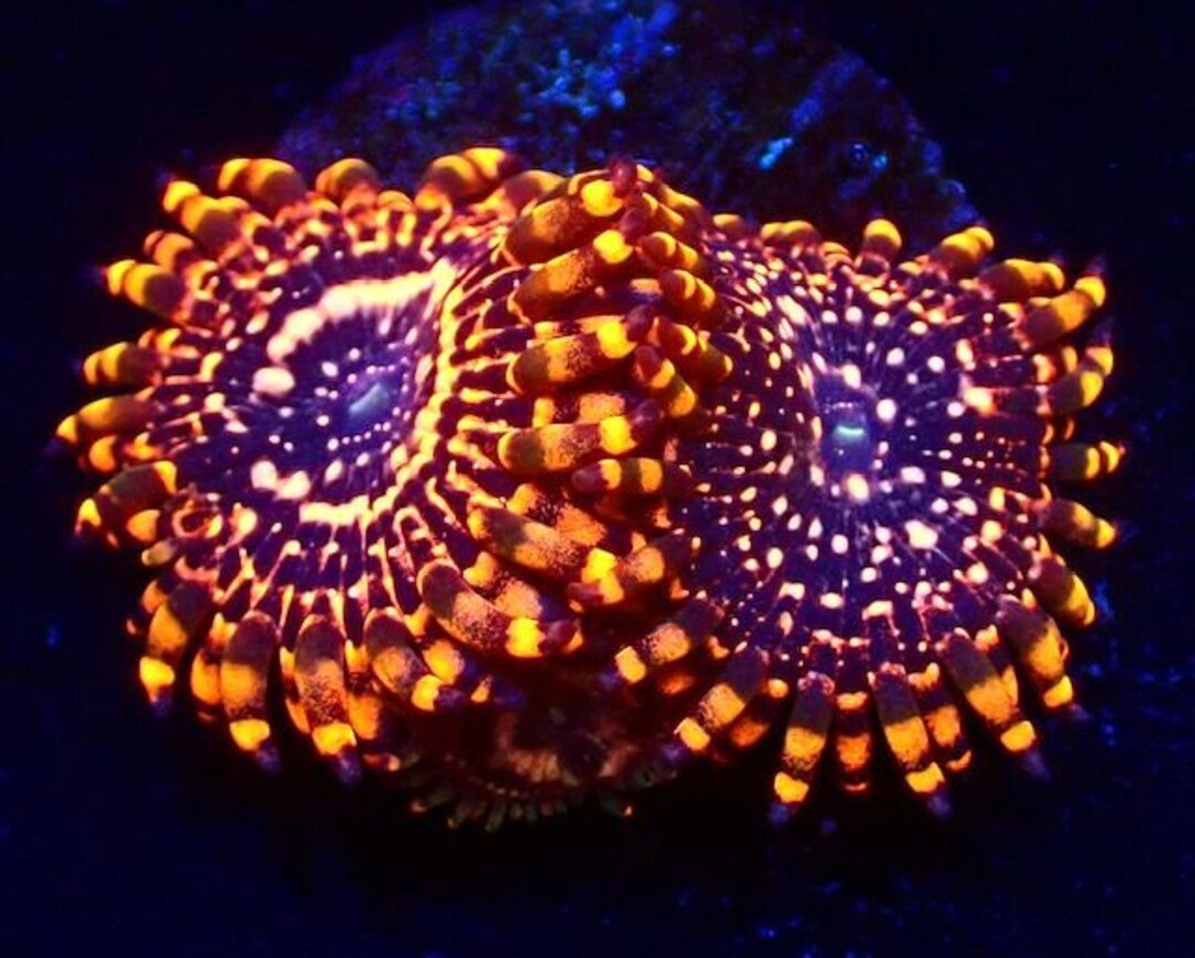 Utter Chaos Zoanthids Rare & Quarantined Live Saltwater Plants Aquacultured in USA almost