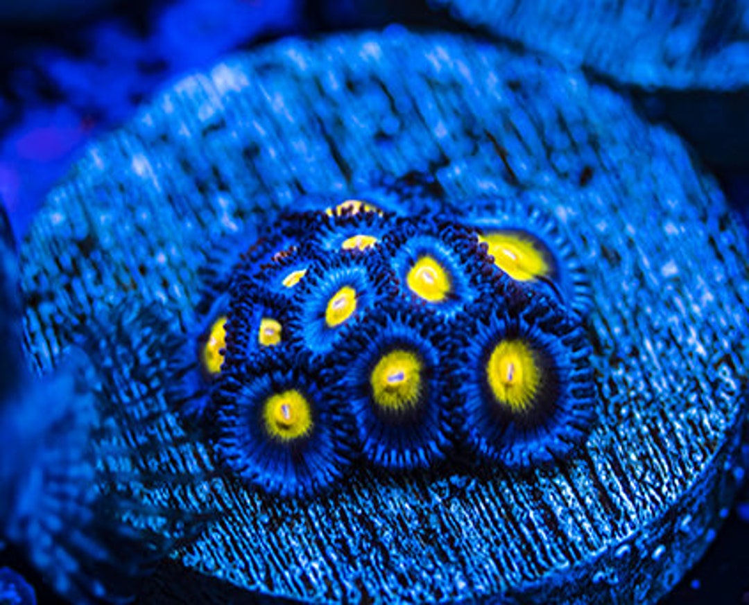 AOI Zoanthids Rare & Quarantined Live Saltwater Plants Etsy