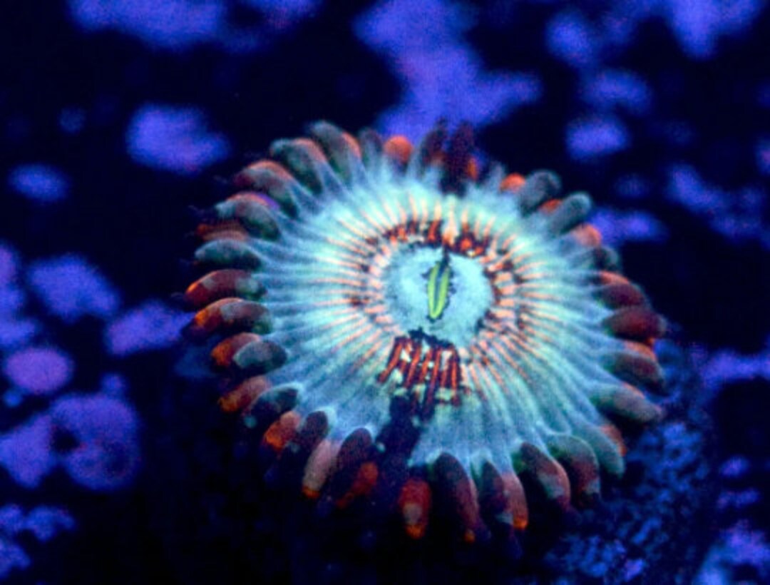 RARE White Zombie Zoanthids Rare & Quarantined Live Saltwater Plants