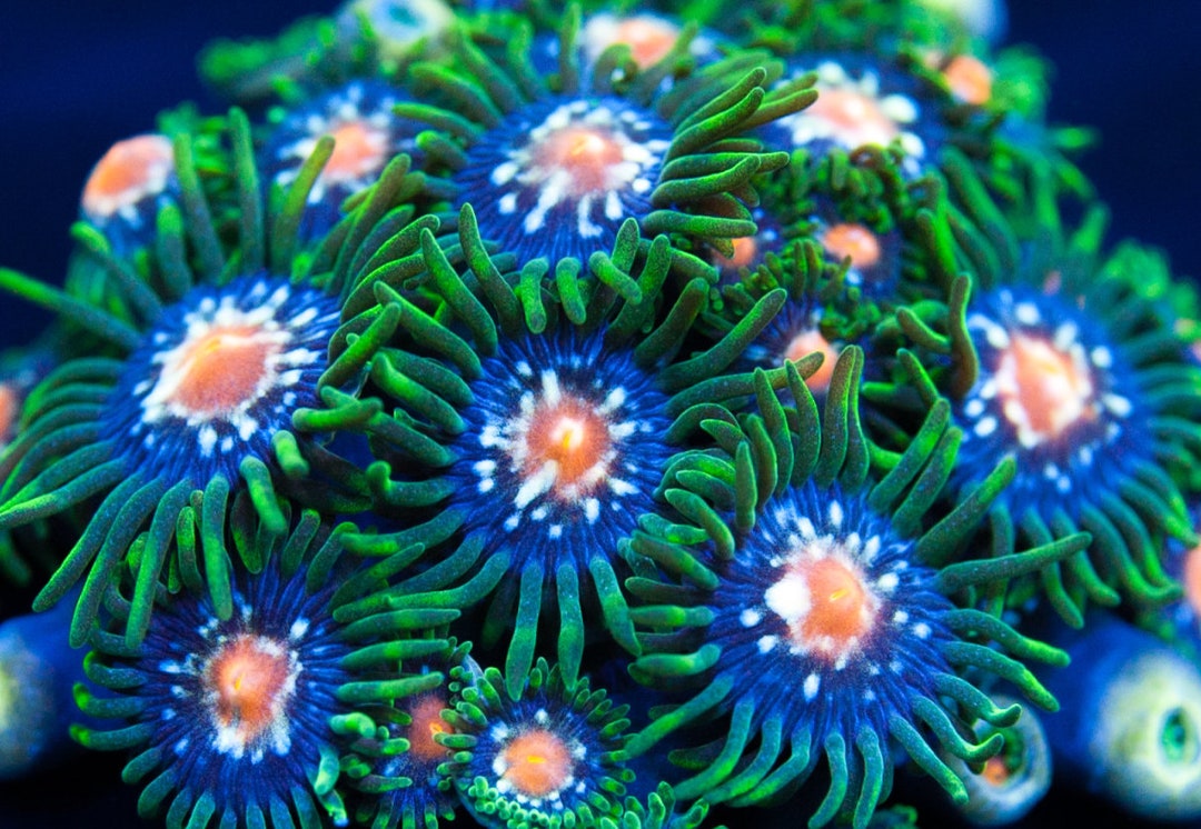 JF Stargazer Zoanthids Rare & Quarantined Live Saltwater Etsy