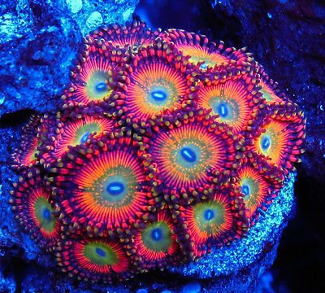 RARE Bowser Zoanthids Rare & Quarantined Live Saltwater Etsy