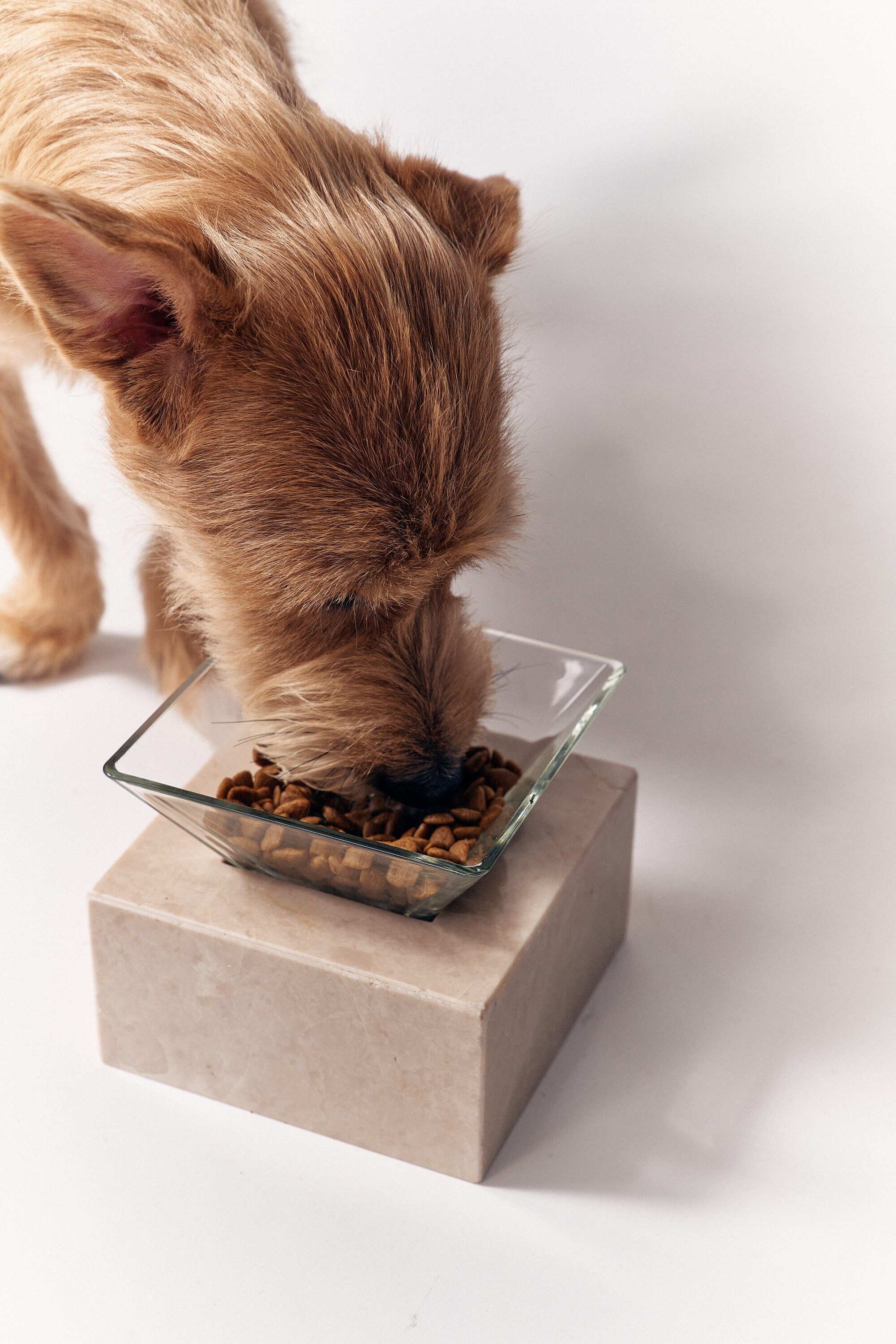 Designer dog top food bowls