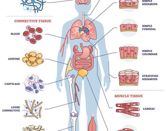 Types of Tissue in the Human Body Poster