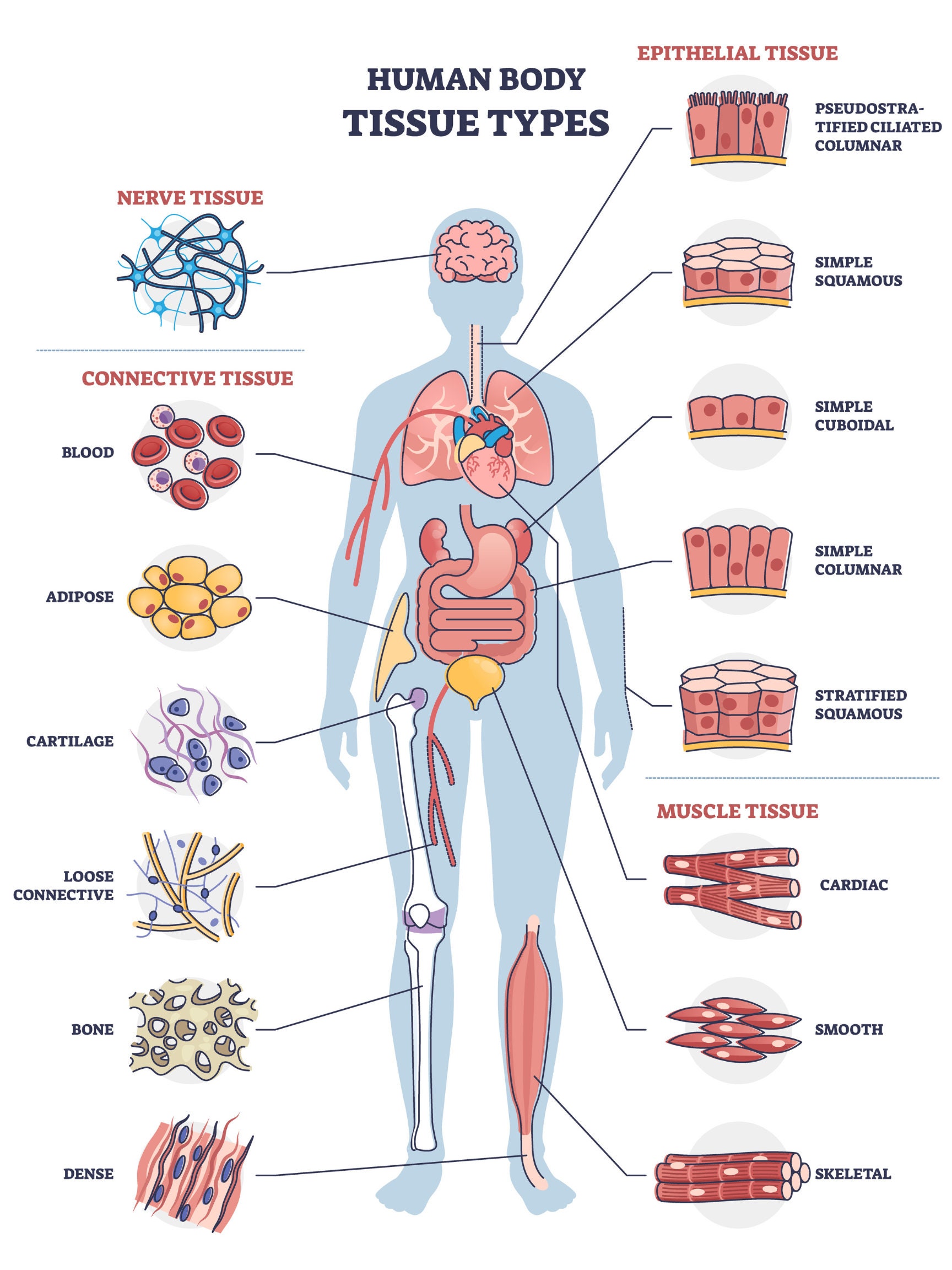 Human tissue types