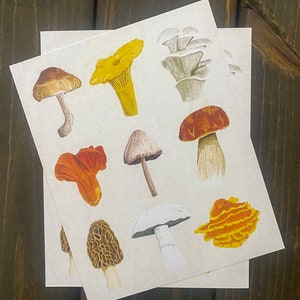 Pilz Kunstdruck 20x30 | Pilzvielfalt Wandkunst | Pilz Poster | Pilz Illustration | Landhaus Kern Wohnkultur