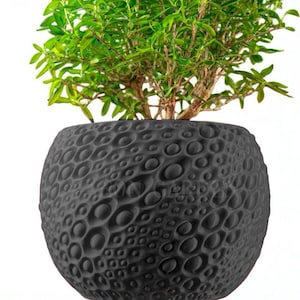 May include: A black, textured, round planter with a unique pattern of raised circles. The planter holds a vibrant green plant with small leaves. The planter sits on a light-colored wooden surface against a white background.