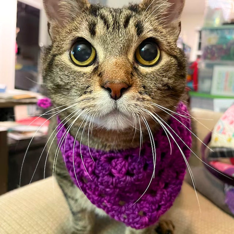 K&ouml;nnte beinhalten: Nahaufnahme eines Tabby-Katers mit einem violetten H&auml;kel-Bandana. Die Katze hat gro&szlig;e, runde Augen und einen wei&szlig;en Fleck auf der Brust.
