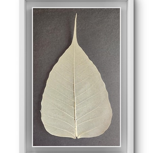 Könnte beinhalten: Ein gerahmtes, getrocknetes Bodhi-Blatt. Das Blatt hat eine blasse, durchscheinende Farbe mit sichtbaren Adern, vor einem dunkelgrauen Hintergrund. Der weiße Rahmen bietet eine saubere, moderne Ästhetik. Die Blattform ist ein längliches Herz.