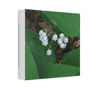 White lily of the valley garden flower print Stretched Canvas