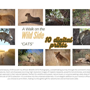 Digital collection of Cats, Digital prints, Lions, Leopards, Cheetahs, PART 1, Wall art, Instant download, Wildlife photography, Cat photos
