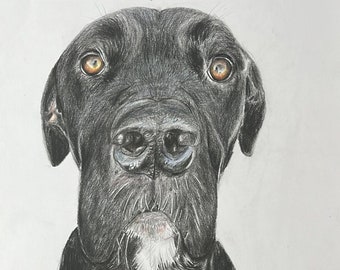 Hand drawn custom pet portrait - Free domestic postage