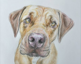 Hand drawn custom pet portrait FREE DOMESTIC POSTAGE