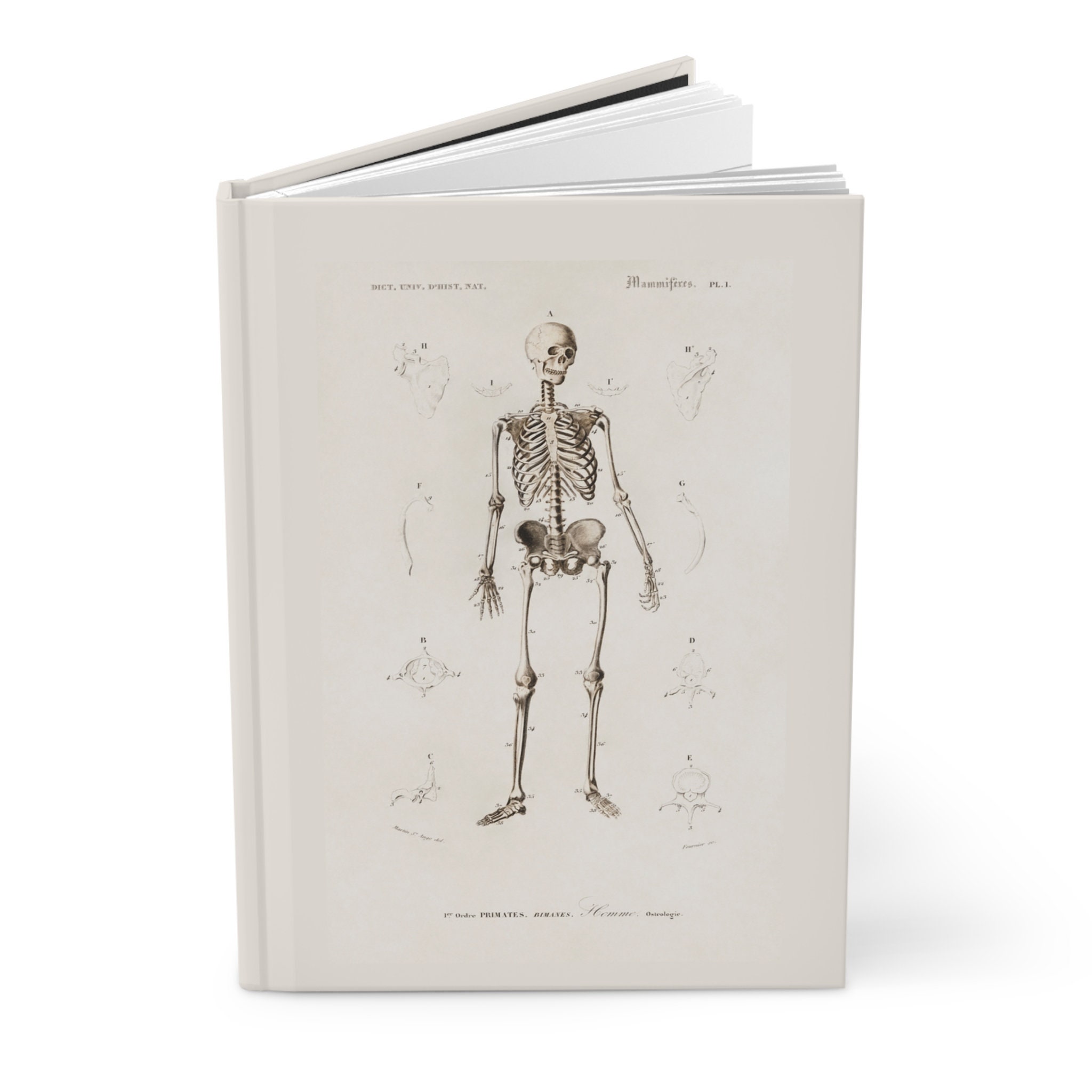 Vintage Anatomical Drawing Skelton Notebook - Bone Journal With Charles ...