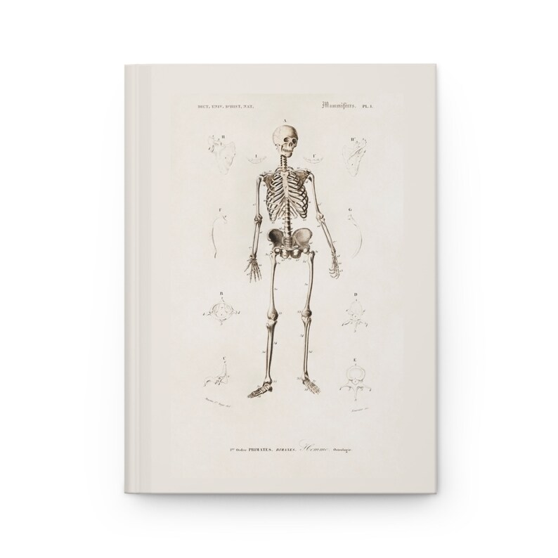 Vintage Anatomical Drawing Skelton Notebook - Bone Journal With Charles ...