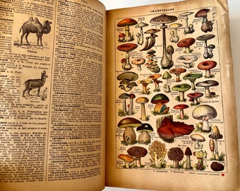 PETIT LAROUSSE ILLUSTRE 1927 - Illustrated French