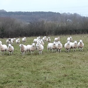 May include: A flock of white sheep with black markings graze in a field. The sheep are standing in a grassy field with a woodland in the background.