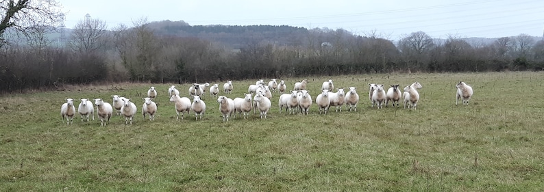 May include: A flock of white sheep with black markings graze in a field. The sheep are standing in a grassy field with a woodland in the background.