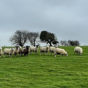 May include: A flock of white sheep with black faces graze in a green field under a cloudy sky. The sheep are gathered in a group in the middle of the field, with a few sheep standing alone on the edges.