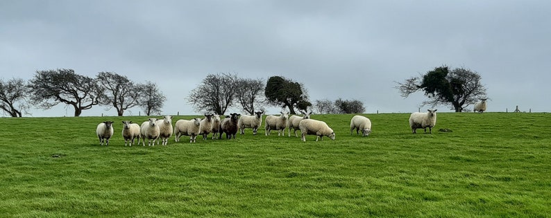May include: A flock of white sheep with black faces graze in a green field under a cloudy sky. The sheep are gathered in a group in the middle of the field, with a few sheep standing alone on the edges.