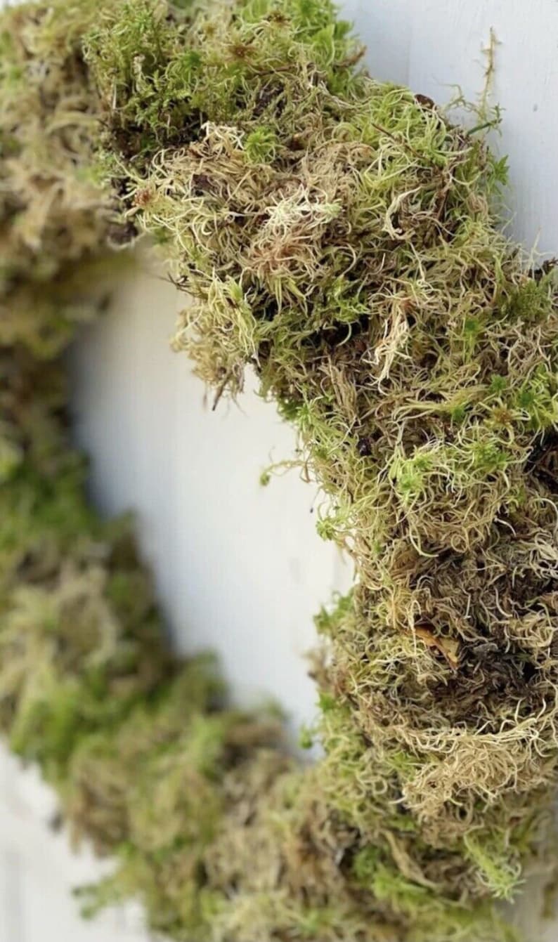 Hand Made Fresh Moss Wreath Ring Ready for Decorating Etsy UK